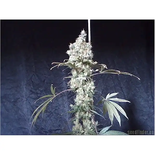 Wild Thailand - World of Seeds