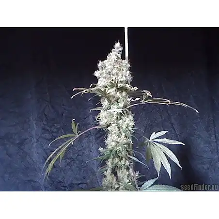 Wild Thailand - World of Seeds