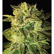 Sugar Mango Ryder (Automatic Line) 3 - World of Seeds Sugar Mango Ryder (Automatic Line) 3 - World of Seeds