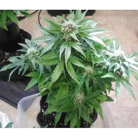 Sugar Mango Ryder (Automatic Line) - World of Seeds