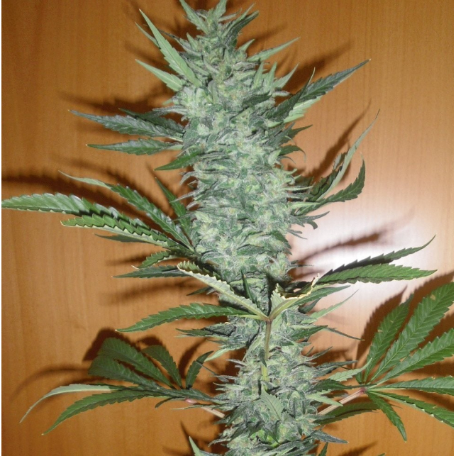 Afgan Kush es una variedad de dulce aroma y un alto valor medicinal...