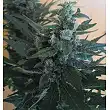 Afgan Kush - World of Seeds Afgan Kush - World of Seeds