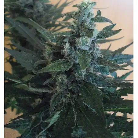 Afgan Kush - World of Seeds