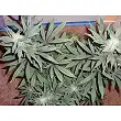 Afgan Kush 1 - World of Seeds Afgan Kush 1 - World of Seeds