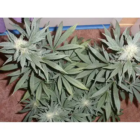 Afgan Kush 1 - World of Seeds