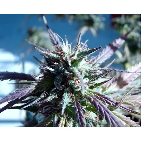 Kilimanjaro 1 - World of Seeds