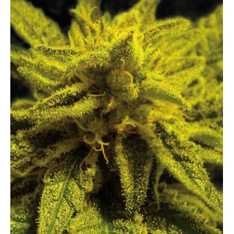 Mazar Kush