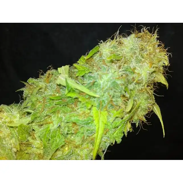 Mazar Kush - World of Seeds