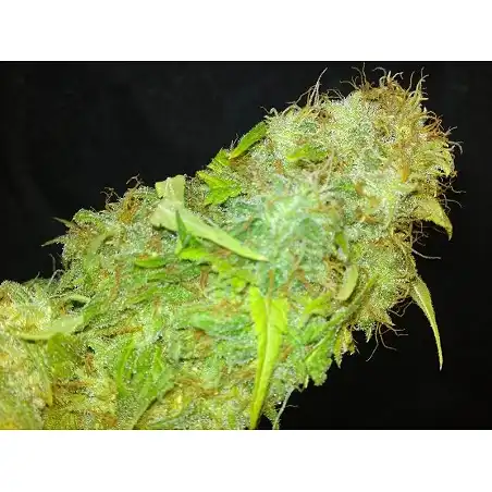 Mazar Kush - World of Seeds