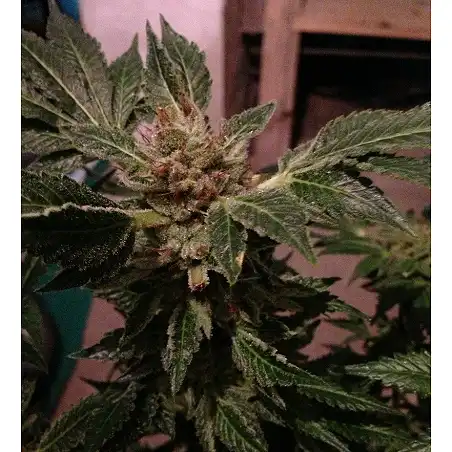 New York 47 1 - World of Seeds