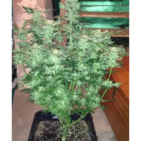 New York 47 - World of Seeds