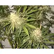 Afgan Kush Special 1 - World of Seeds