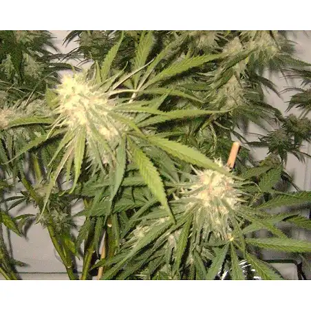 Afgan Kush Special 1 - World of Seeds