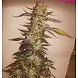 Afgan Kush Special - World of Seeds