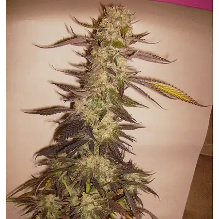 Afgan Kush Special - World of Seeds