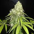 Afgan Kush X Yumbolt (Medicinal) 1 - World of Seeds Afgan Kush X Yumbolt (Medicinal) 1 - World of Seeds