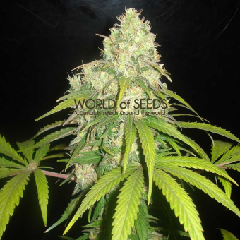 Afghan Kush X Yumbolt