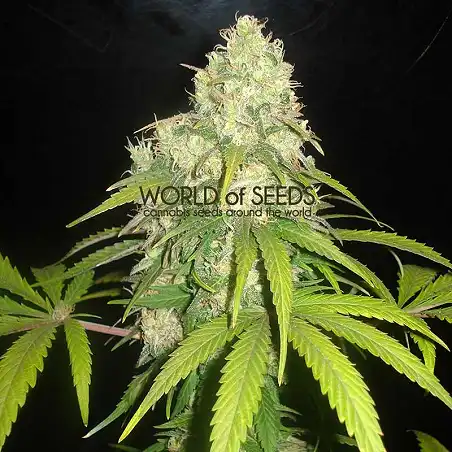Afgan Kush X Yumbolt (Medicinal) 1 - World of Seeds