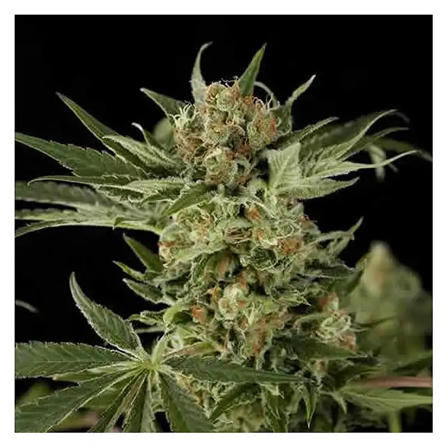 Afgan Kush X Yumbolt (Medicinal) - World of Seeds