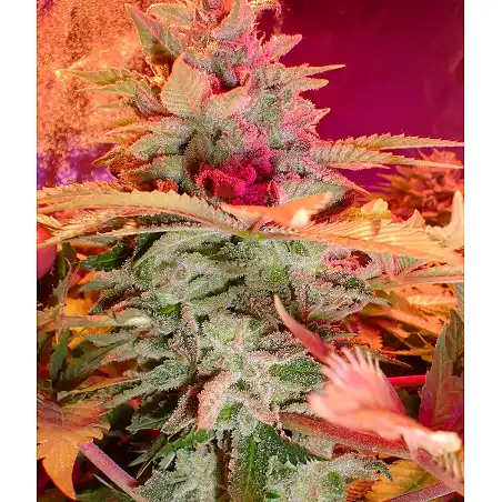 Afgan Kush X Skunk (Medicinal) - World of Seeds