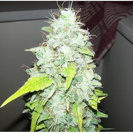Afgan Kush X Skunk (Medicinal) 1 - World of Seeds
