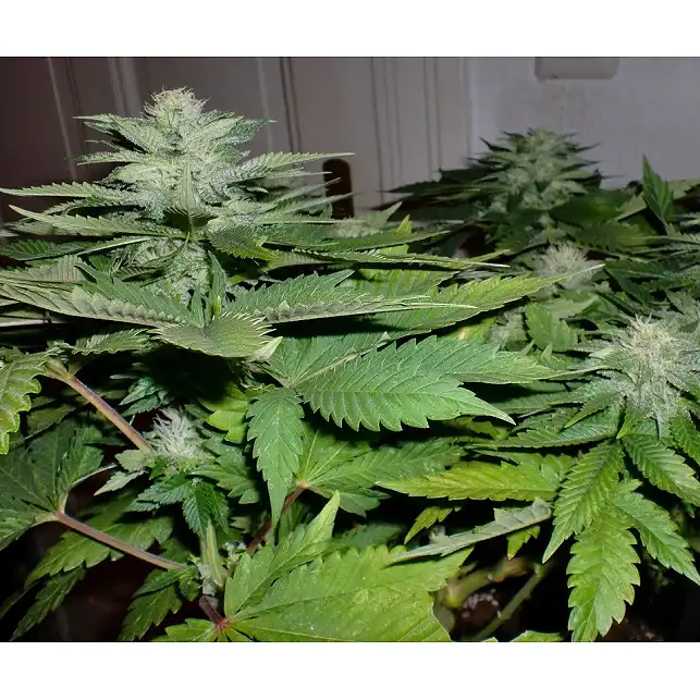 Afgan Kush X Skunk (Medicinal) 2 - World of Seeds
