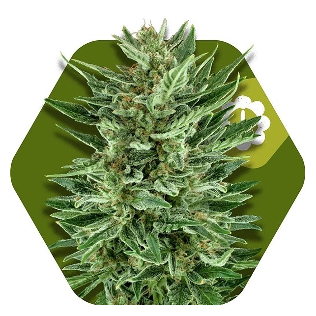 White Cheese Auto