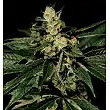 Mazar X White Rhino (Medicinal) - World of Seeds Mazar X White Rhino (Medicinal) - World of Seeds