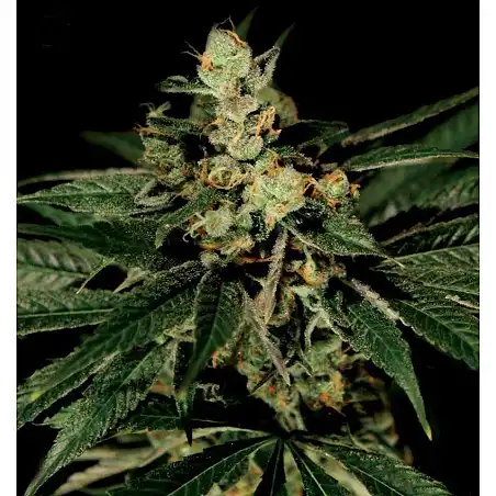 Mazar X White Rhino (Medicinal) - World of Seeds