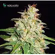 Mazar X White Rhino (Medicinal) 1 - World of Seeds Mazar X White Rhino (Medicinal) 1 - World of Seeds