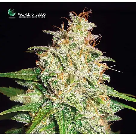 Mazar X White Rhino (Medicinal) 1 - World of Seeds