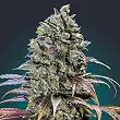 Chocolate Cream - 00 Seeds