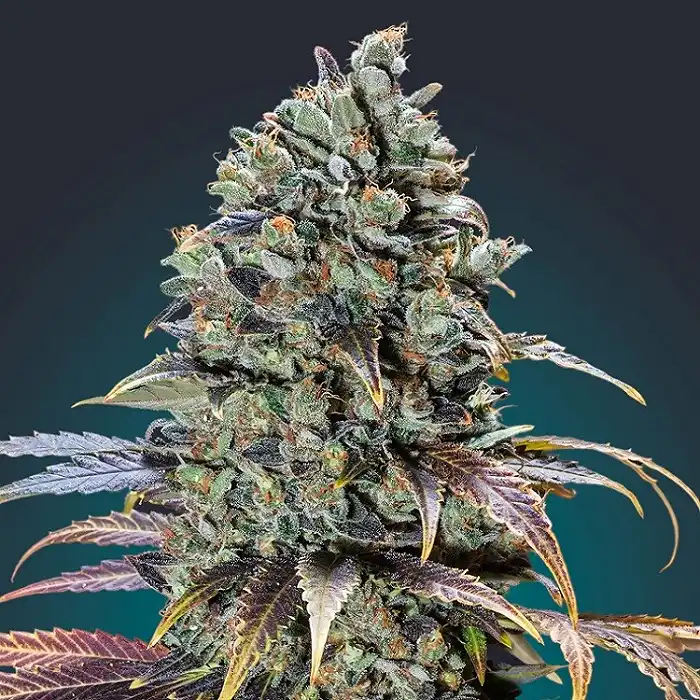 Chocolate Cream - 00 Seeds