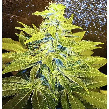 Northern Light X Skunk (Medicinal) 3 - World of Seeds