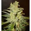 Northern Light X Skunk (Medicinal) - World of Seeds Northern Light X Skunk (Medicinal) - World of Seeds