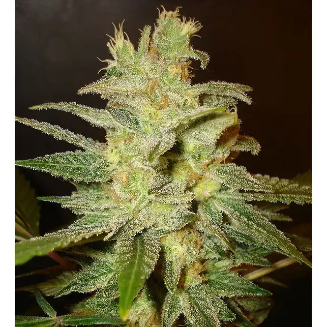 Northern Light X Skunk (Médicinal) - World of Seeds