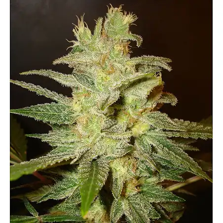 Northern Light X Skunk (Medicinal) - World of Seeds