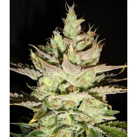 Northern Light X Skunk (Medicinal) 1 - World of Seeds