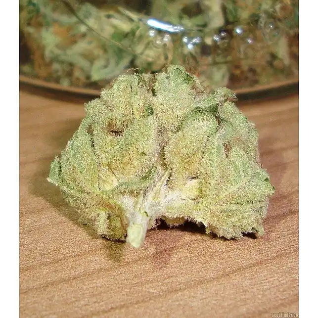 Northern Light X Skunk (Médicinal) 2 - World of Seeds