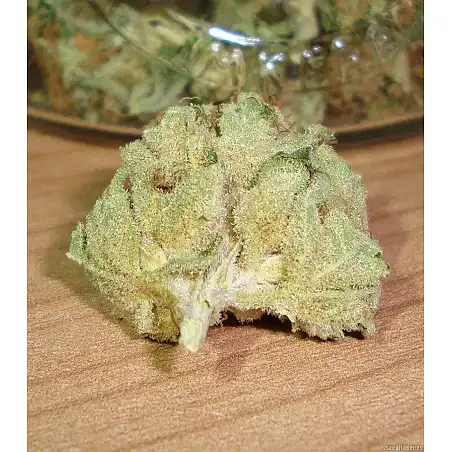 Northern Light X Skunk (Medicinal) 2 - World of Seeds