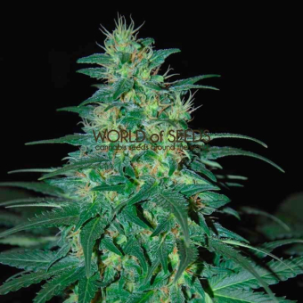 South African Kwazulu - World of Seeds