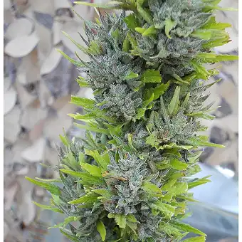 Colombian Gold 1 - World of Seeds