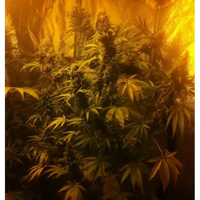 Colombian Gold - World of Seeds