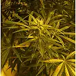 Brazil Amazonia - World of Seeds Brazil Amazonia - World of Seeds