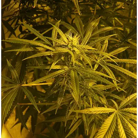 Brazil Amazonia - World of Seeds