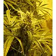 Brazil Amazonia 1 - World of Seeds Brazil Amazonia 1 - World of Seeds