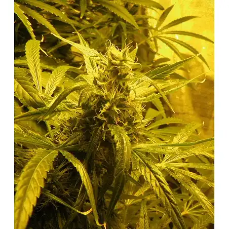 Brazil Amazonia 1 - World of Seeds