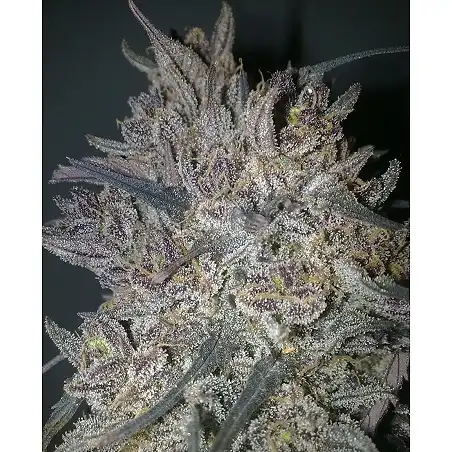 Ketama - World of Seeds