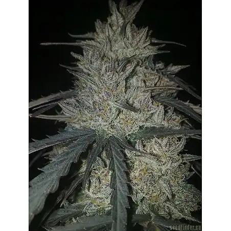 Ketama 1 - World of Seeds