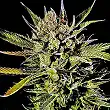 Cheese Auto - Dinafem Seeds Cheese Auto - Dinafem Seeds